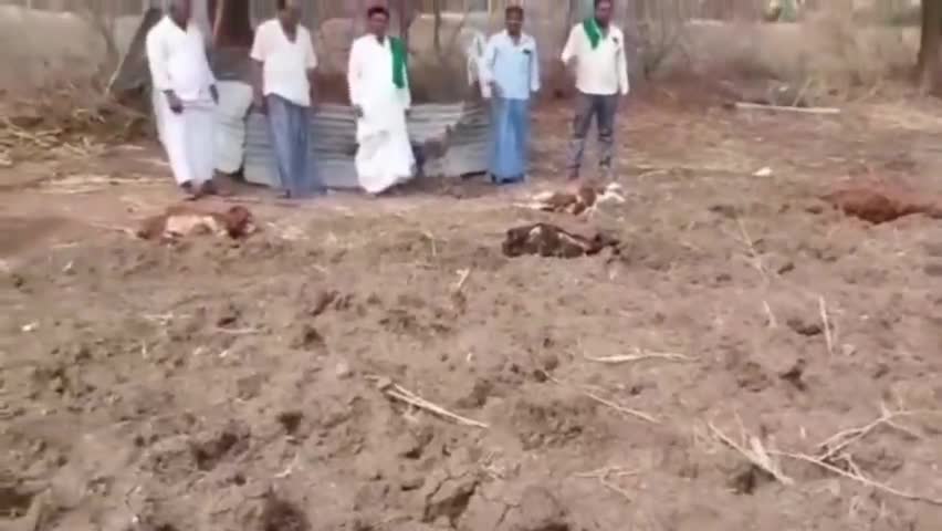 ತಾಳಿಕೋಟಿ: ಬೆಕಿನಾಳ ಗ್ರಾಮದ ಹೊರವಲಯದಲ್ಲಿ ಕಾಡು ಪ್ರಾಣಿಗಳ ದಾಳಿಗೆ ನಾಲ್ಕು ಕುರಿಗಳ ಸಾವು, ಪರಿಹಾರಕ್ಕೆ ಒತ್ತಾಯ