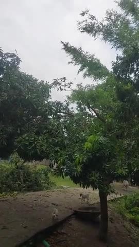 आज बीती रात लग-भग 12:00 बजे आंधी ने टेढ़ागाछ प्रखंड अंतर्गत झुनकी मुशहारा मे धूम मचाया है।