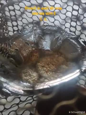 #news गिलहरी ऐसा भी कर सकती हैं पता नहीं था #save_gilhari #nature