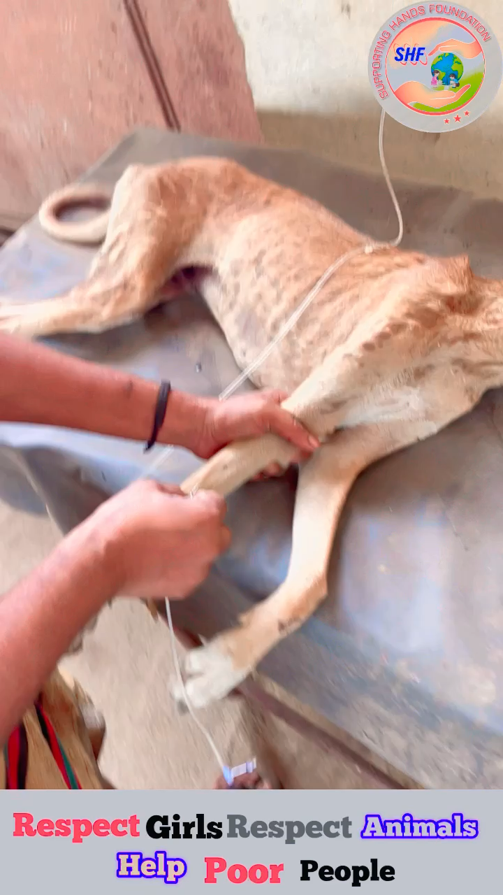 Mare meri Vala ye 😞

Respect girls help poor help animals 

#apsgurjar #youtube #viralreels #helping #support