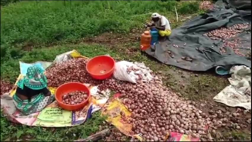 ಕೊಲ್ಹಾರ: ಕೂಡಗಿ ಗ್ರಾಮದಲ್ಲಿ ಮಳೆಯ ಅವಾಂತರಕ್ಕೆ ಲಕ್ಷಾಂತರ ರೂ. ಮೌಲ್ಯದ ಈರುಳ್ಳಿ ಹಾನಿ; ಪರಿಹಾರಕ್ಕೆ ರೈತರ ಮನವಿ