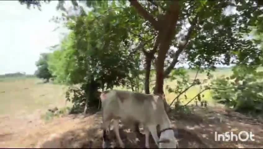 ఐనవోలు: ఐనవోలు సమీపంలో ఆవులను పట్టుకున్న విశ్వహిందూ పరిషత్, భజరంగ్ దళ్ కార్యకర్తలు.