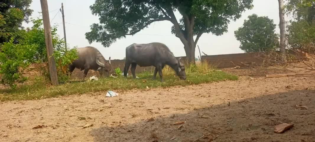 bhatgaon Bandhpara se 6 bhaisa bheysi chhori ho gya hai information dene wale ko 5000 enam Diya jayega no.9131554927#@