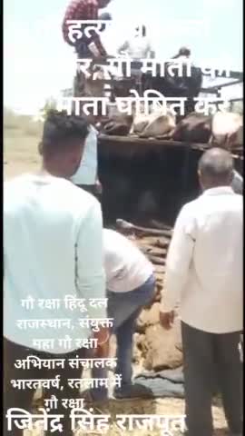 गौ रक्षा हिंदू दल टीम द्वारा गौवंश रक्षा बड़ा सवाल कब होगा सुधार प्रदेश अध्यक्ष जितेंद्र सिंह राजपूत, #मनोहरथाना
