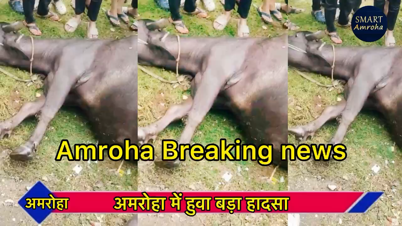 10  भेसों की हुई मोत “amroha “ में हुवा बड़ा हादसा “ Amroha short circuit 


#smartamroha #amroha_news #barekingnews