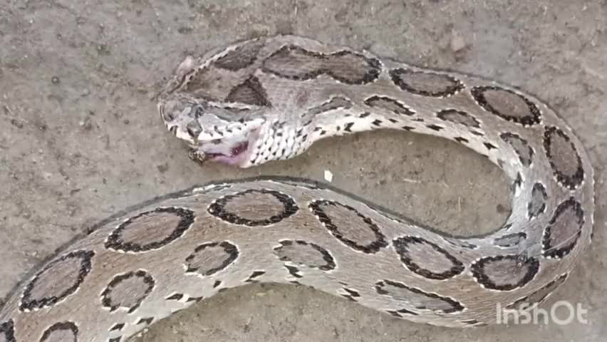 গলসি ১: কসবা গ্রামে চন্দ্রবোড়া সাপের কামড়ে মৃত্যু হল মহিলার