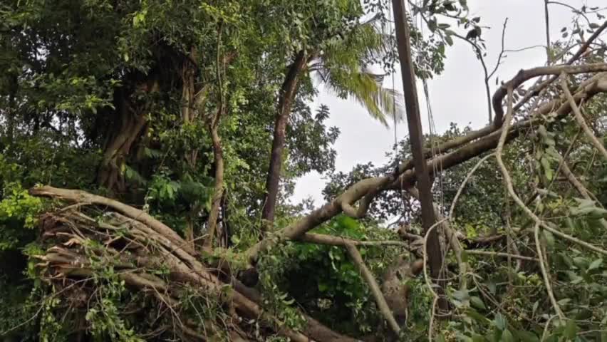 वैभववाडी: वैभववाडी सोनाळ चव्हाणवाडी येथे शेतात कोसळले भले मोठे : झाड सुदैवाने शेतकरी वाचला