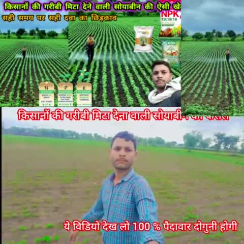 किसानों की गरीबी मिटा देना वाली सोयाबीन ऐसी खेती/ खात उर्वरक का सही समय पर उपयोग /soyabean ki kheti
#farming