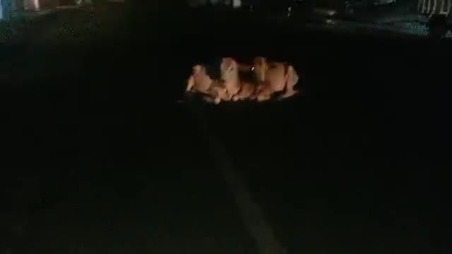 सोनहत: सोनहत में आवारा पशुओं को हटाने के लिए  ग्राम पंचायत के जारी हुई मुहिम