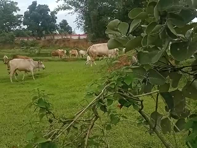 parsatand ke janwar ye sabhi edhar hi aata he pure sal bhar