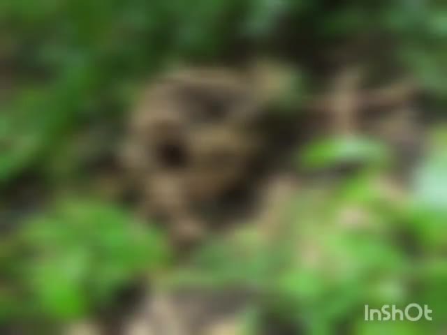 गोंडपिंपरी: विठ्ठलवाडा येथे सार्वजनिक बांधकाम विभागाच्या जीर्ण इमारती सापडला मानवी सांगाडा