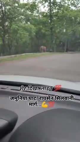सतनवाडा #सतनवाडा में कल श्याम को नरवर मार्ग पर दिखा टाईगर #ne aapeel karatu ho ki ae video 📸