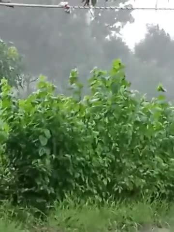 kuswha
mohm  jal sidr koiy nhe ha