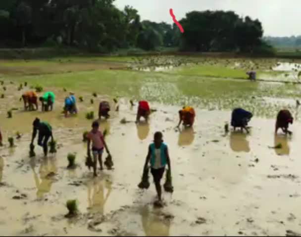 Barish nhi honai sai dobha Kai Pani sai kiya jaa rhaa hi dhan ropni k