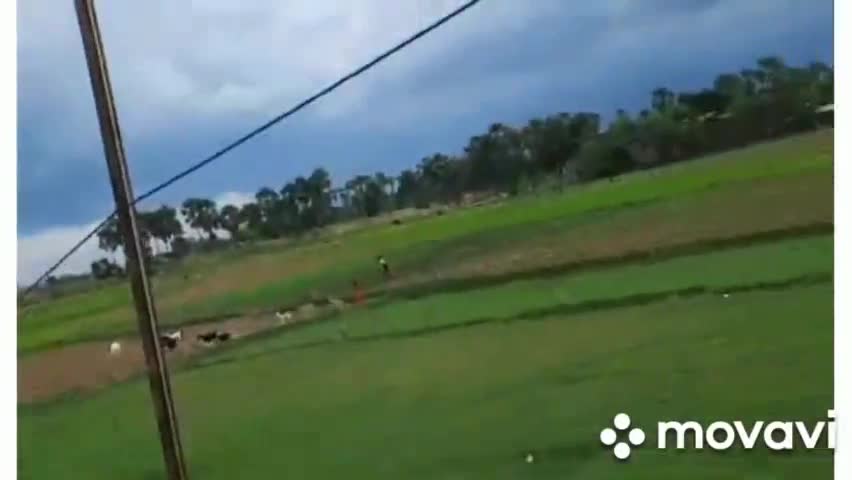 शाहकुंड: शाहकुंड  थाना क्षेत्र के जानीपुर गांव में बिजली के कई पोल  गिरने पर उपभोक्ता परेशान।