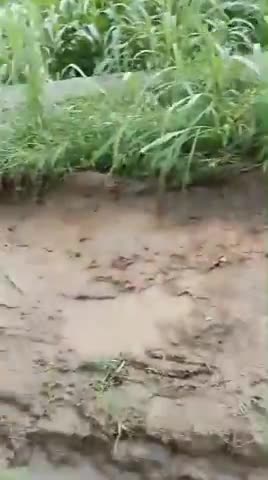 ग्राम पंचायन सिंघाड़ा तेसील सायरा 
सिंघाड़ा गाँव मे आज ग्रामीण लोगो को ये हाल से गुजरना पड़ रहा है पुरे गाँव की रास्ते