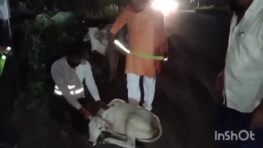 भानपुरा: भानपुरा नगर मे हारे का सहारा सेवा समिति के रेडियम बेल्ट अभियान में पूर्व विधायक ने सहभागिता कर गोवंश को बांधे बेल्ट