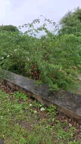 gav  bhawsa me  bari baris ke karn huva rod ka katav  or 3 din se chal rha pani