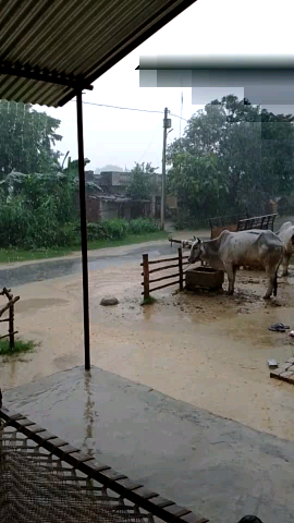 kapva goan me barish #khapi#pani#ha@