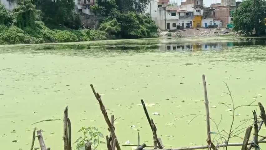 अजोला काई की वजह से नजर तलैया मे मछली का बच्चा भारी मात्र मे मर रहा है । युवक भगवती रैकवार का हुआ भारी नुस्कान ।