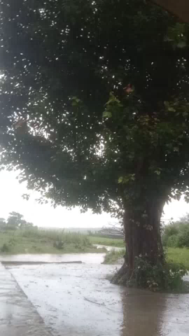 gram Sonkar society mein Bhari barish hone ke Karan Nadi bahut teji se ja Rahi hai ismein logon Ko kheton mein jaane se