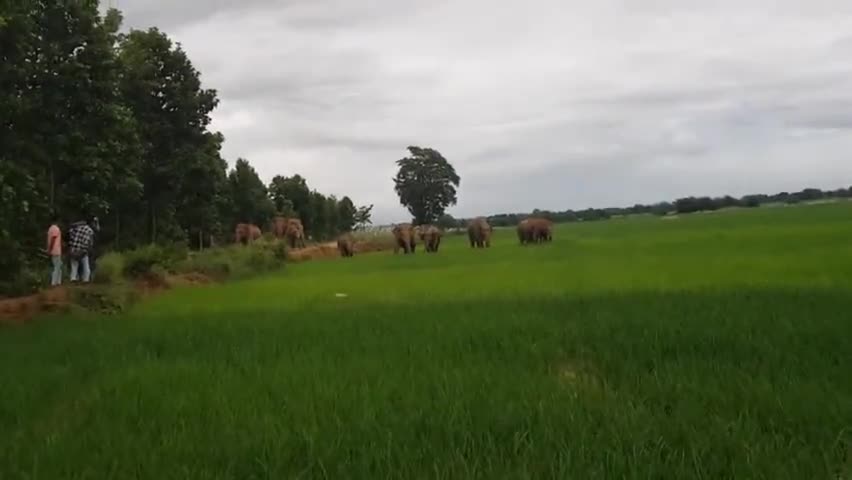 narkopi

 Thana charkat tngra ke pass Hathi Ne Kisan ki dhaan ko utpad machaya