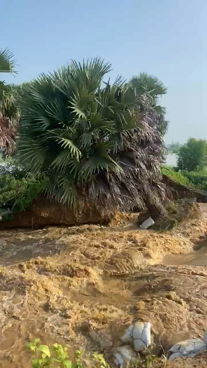 Andi gau me bad aane khad ho gaya he