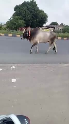 अरठवाडा गांव फोर लेन पर आवारा पशु घुमते आज गले में बेल्ट बांधे भंवर जी राणा उम्मेदाराम मिकाराम मिणा  जे श्रीराम