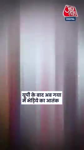 यूपी के बाद अब गया के मकसूदपुर मे भेड़िया का खौफ पैदा हुए हैं #maksudpur #खिजरसराय गया