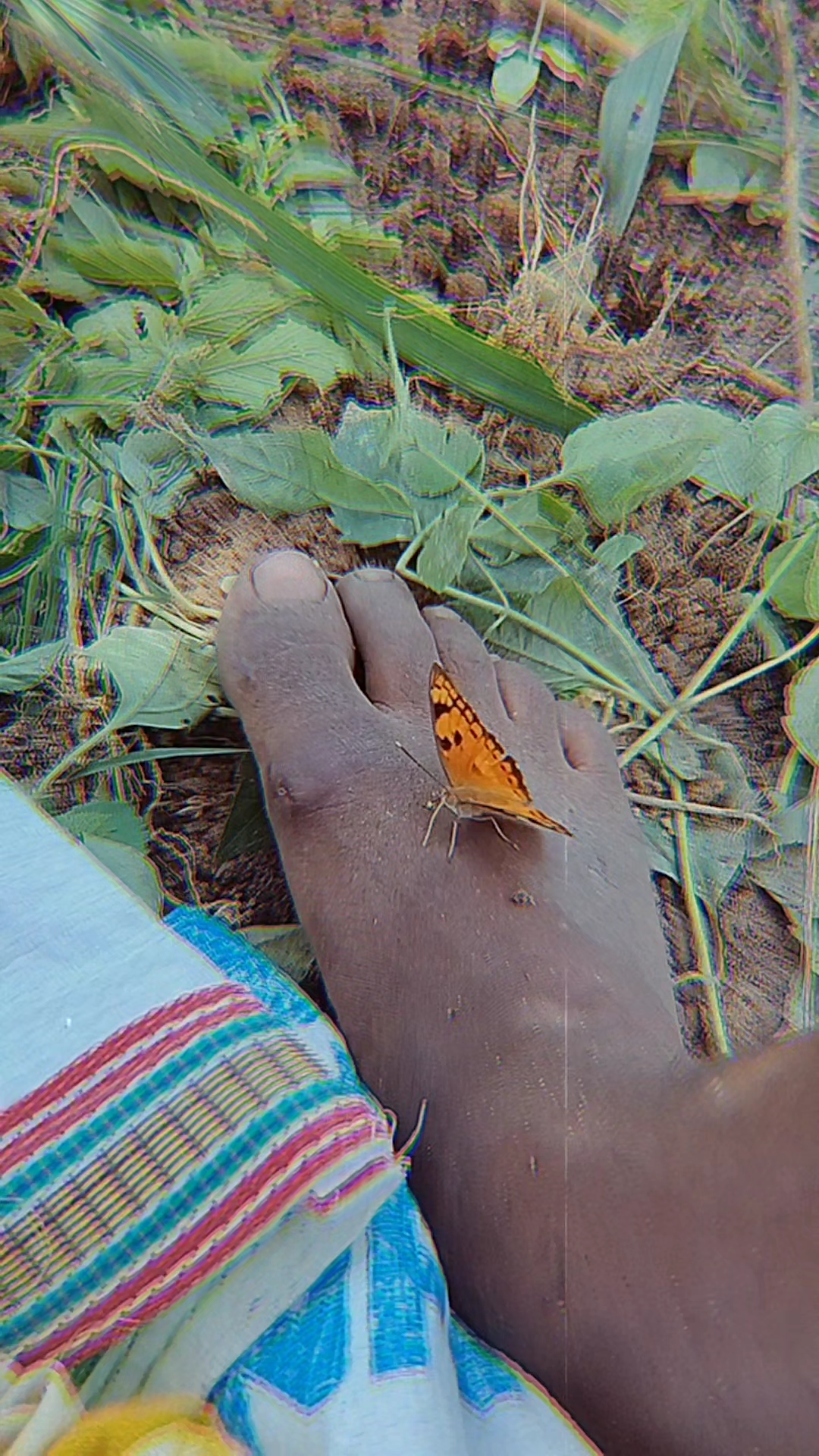 butterfly 🦋🦋 
#@
follow me