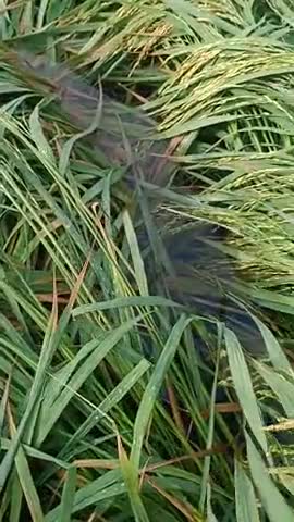 Roopnagar banger chhata(Mathura)
me hamare kheto ka bura hal..
Pani upar khet niche