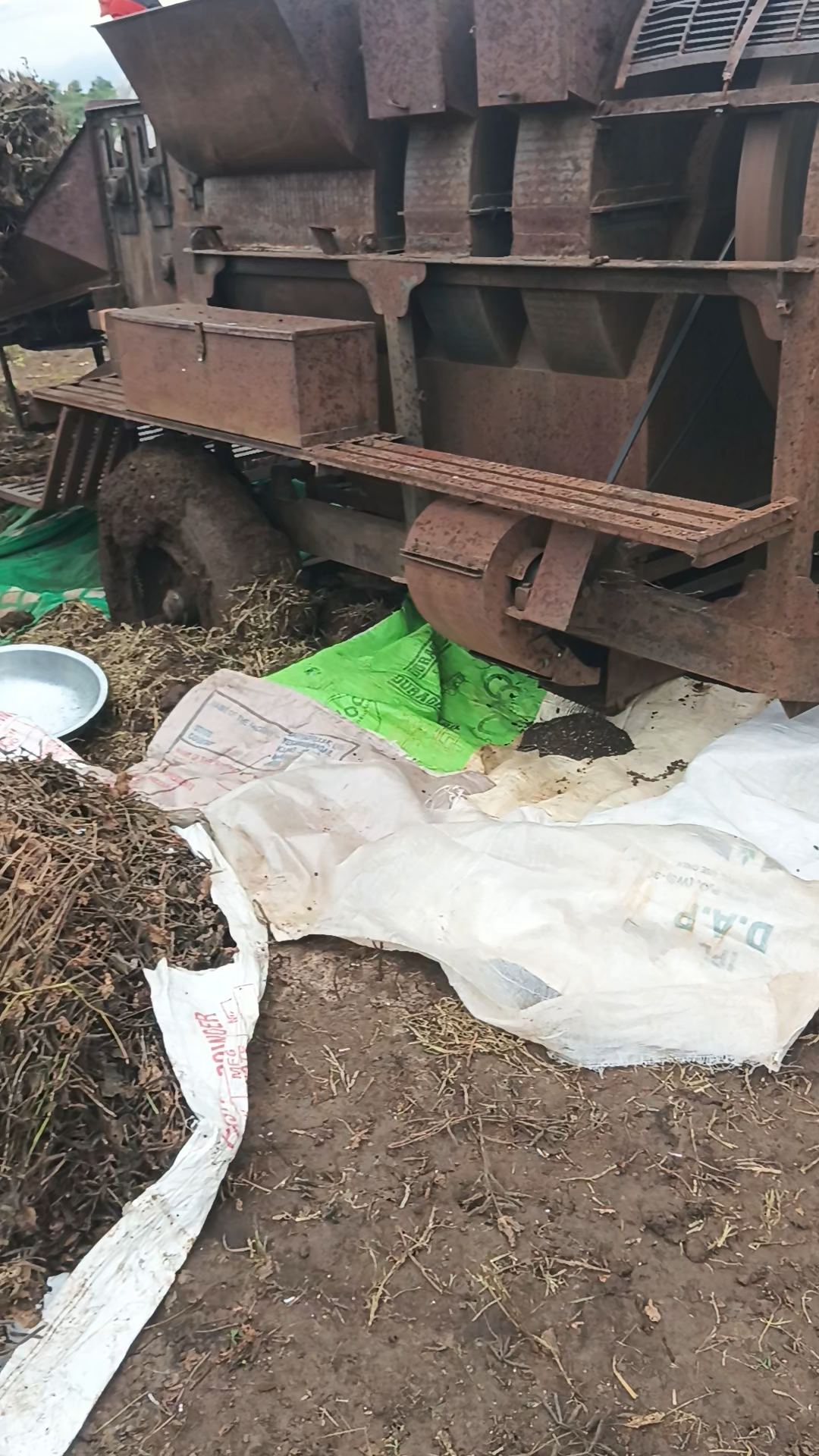 खेत में कच्चा ट्रैक्टर किसानों ने चला दी थ्रेसर