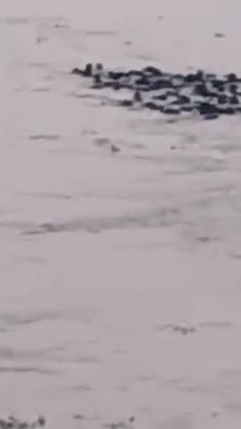 bhagalpur me Ganga nadi me janvar  aur  charbaha bahta hua