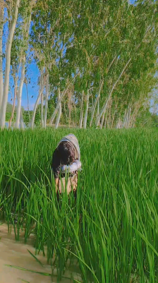रुस्तमपुर में आई बाढ़ धान🌾🌾 हुई बर्बाद  फसलों में घुस गया पानी गांव के चारों🌾😭 ओर पानी भरा है, 😭😭 खाने पीनेको मची