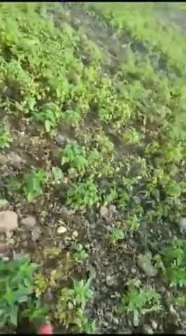 हमारी जमीन पर कब्जा किया जा रहा है हमारी कुई सुनवाई नहीं हुई है ये भूमि 173/4,,10,120 हैक्टेयर धार,1962 में सरकारी पट्टा