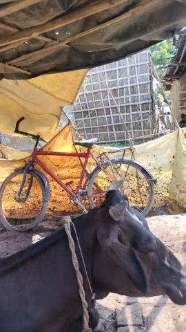 शहजादपुर आमरी बिशनपुर बिहपुर
भागलपुर