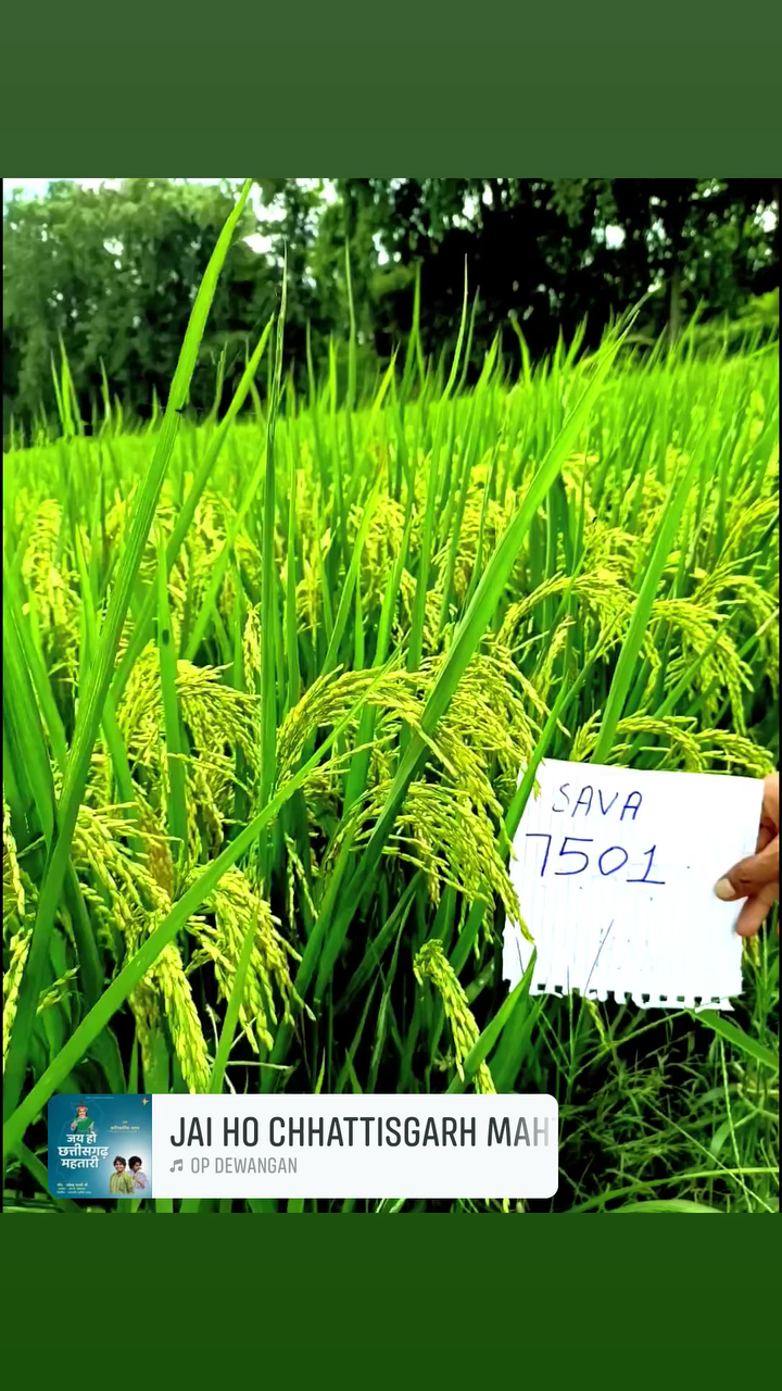 Sava 7501बाहुबली धान जो पैदावार मैं उम्मीद से दुगना 
#savannah Seeds Pvt Ltd 
Full Page Sava 134 धान