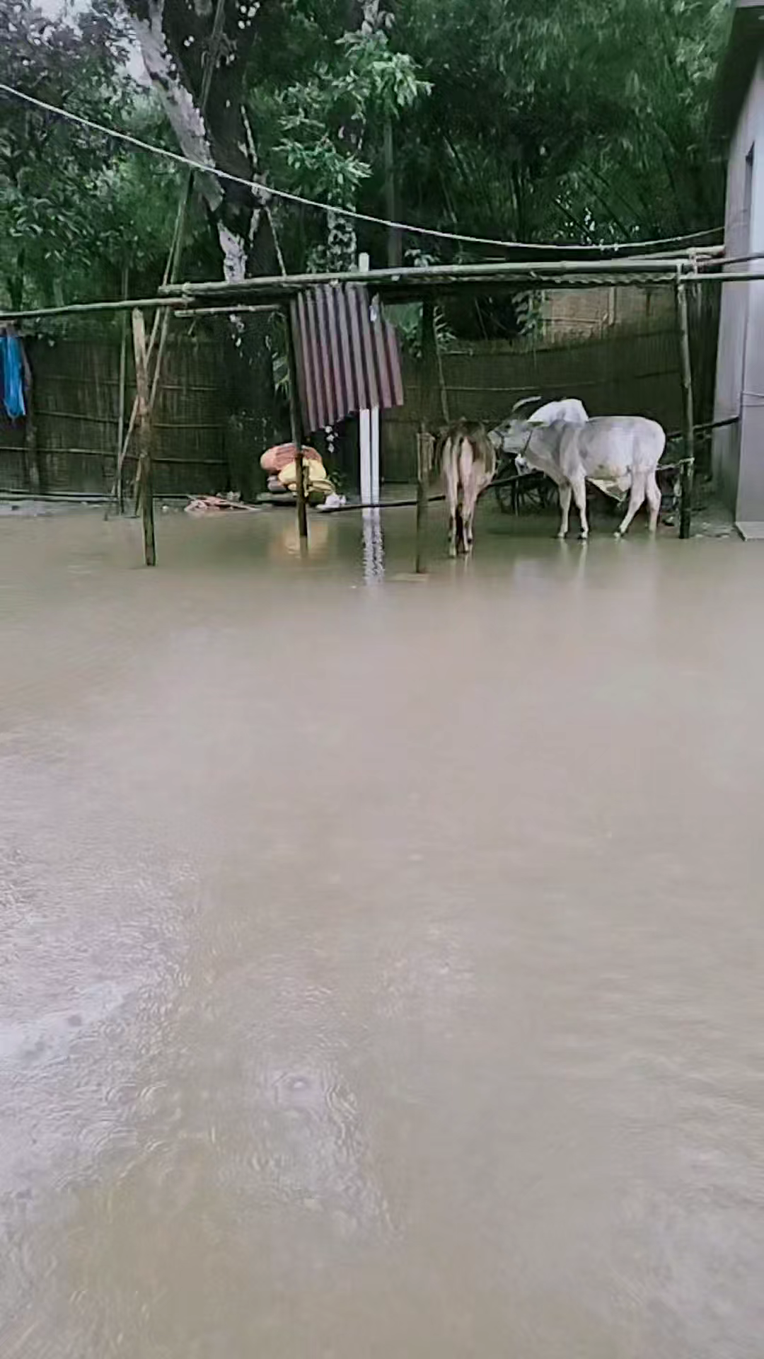 बहादुरगंज प्रखंड दुर्गापुर बंगवान पंचायत में दुर्गापुर गांव बाढ़ पानी का हालत शासन प्रशासन कोई नहीं आया अभी तक