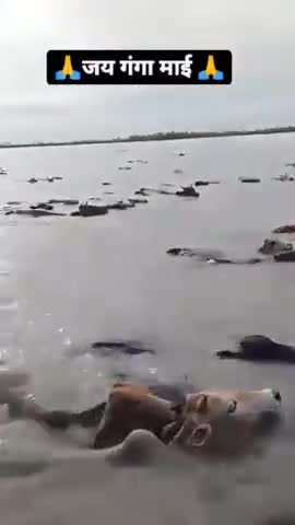 नेपाल में बारिश से बिहार में हाई अलर्ट, कोसी-गंडक से तबाही का खतरा 
#BiharFlood #flood #kosi #gandakiriver #weather