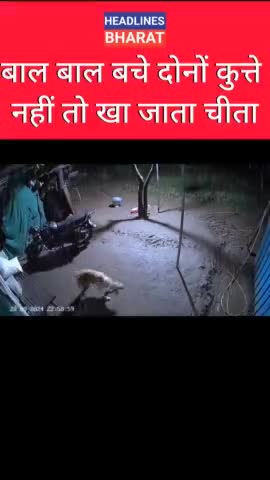 बाल बाल बचे दोनों कुत्ते नहीं तो खा जाता चीता #headlinesbharat #short