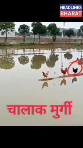 चालाक मुर्गी#headlinesbharat #news
