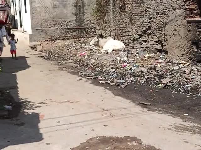 dengu se halva behaal