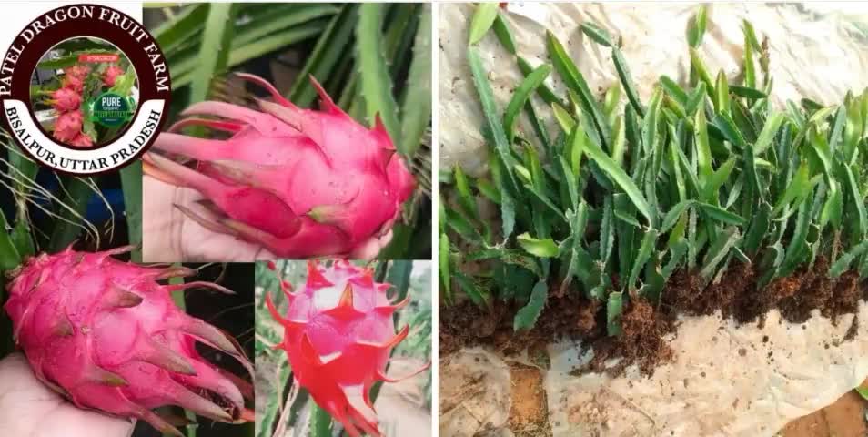 लाखों की कमाई वाली ड्रैगन फ्रूट की खेती आपके अपने बीसलपुर में #9758556230 #dragonfruitfarming #nursery #plants #baragaon