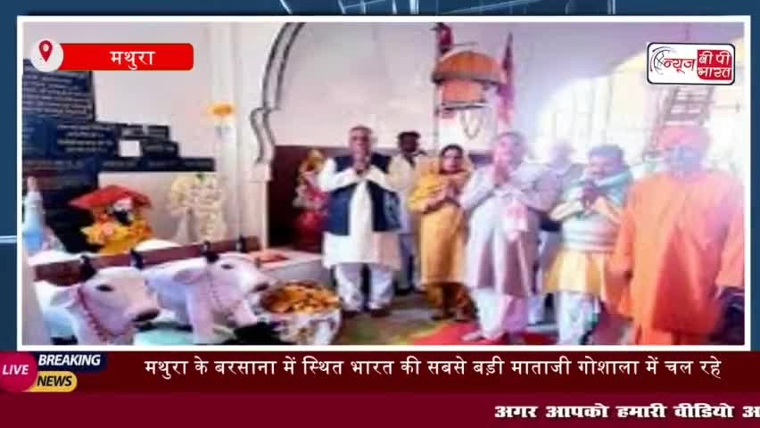 मथुरा के बरसाना में स्थित भारत की सबसे बड़ी माताजी गोशाला में चल रहे नौ दिवसीय 
#मथुरा #बरसाना #स्थित #गाय #माता