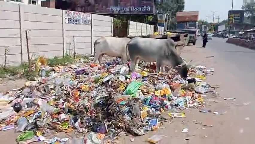 #kanpurnager # ओमपुरवा कानपुर नगर निगम की लापरवाही क्षेत्र की जनता परेशान रोड पर #आवारा जानवर, चलना मुश्किल
#nagernigam