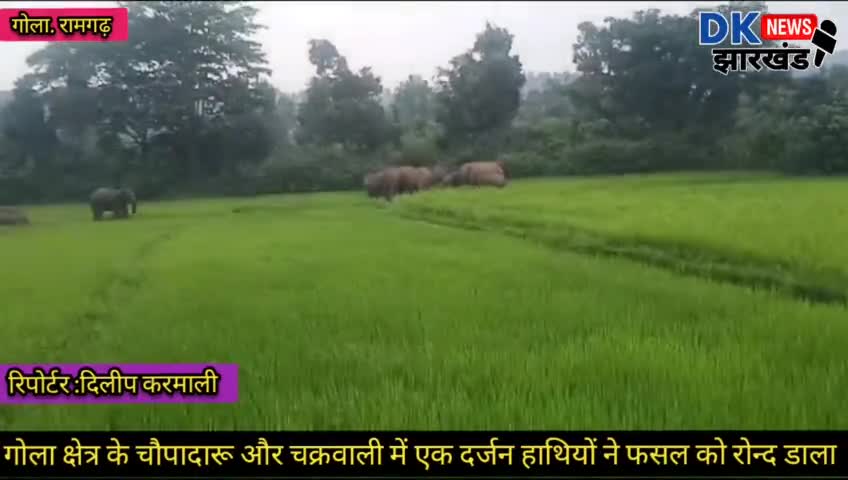 #Breaking_news  गोला क्षेत्र के चौपादारू और चक्रवाली गाँव में एक दर्जन हाथियों ने फसल को रोन्द डाला