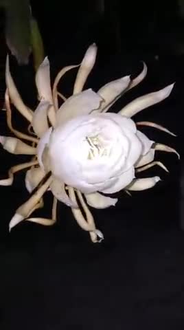 aj mere mausi ke yaha bramha kamal khila hai .jise dekhna shub mana jata .jay ho