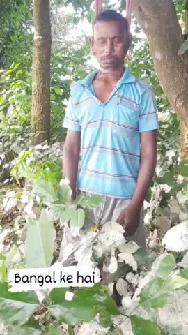 bihar ke muzaffar pur dakrama gao ke ghachi me mar ke ltaka ke chor diya gaiya hai #bangal ke aadme hai