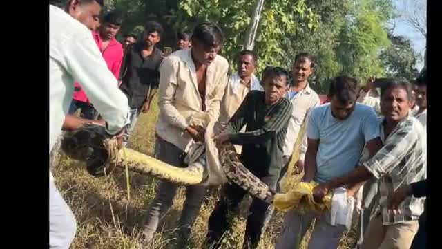 ઘોઘંબા: દામાવાવ ગામે ખેતરમાંથી મહાકાય અજગરનું રેસક્યુ કરવામાં આવ્યું
