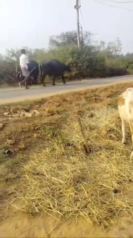 प्रतापपुर क्षेत्र के ग्राम पहिया के एक मुस्लिम निवासी 
 भैंसा को ले जा रहे हैंये लोग भैंसा को कटिंग के लिए ले जा रहे हैं